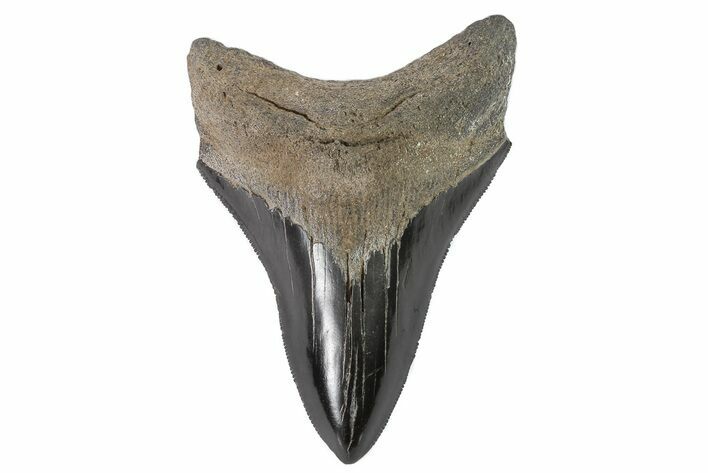 Serrated, Fossil Megalodon Tooth - Georgia #84150